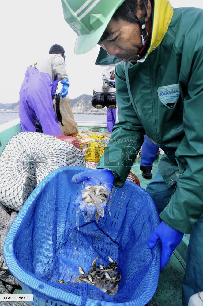 Fukushima Pref. to check radiation levels in fish