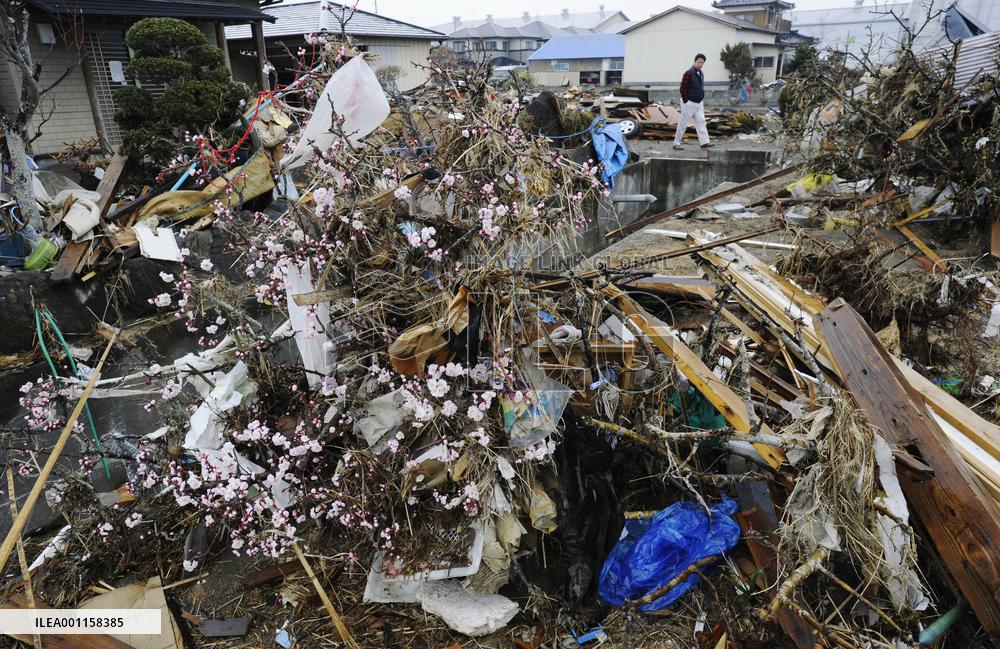 Plum tree blossoms in the rubble