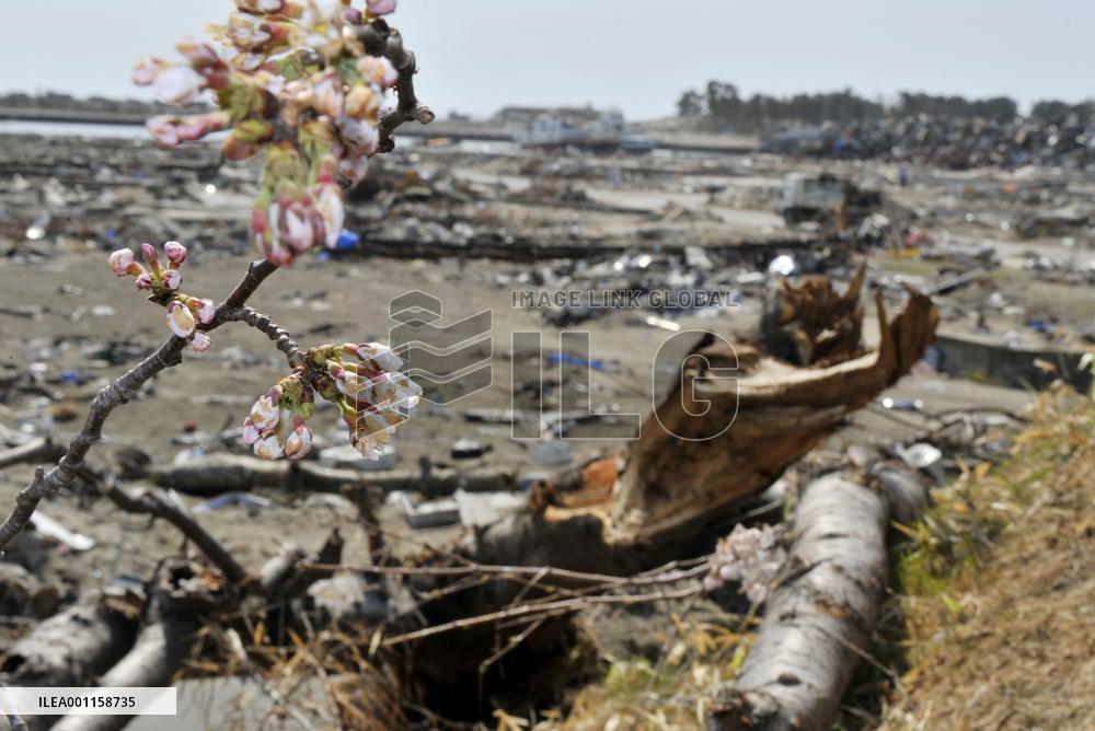 Cherry blossom blooms in Miyagi