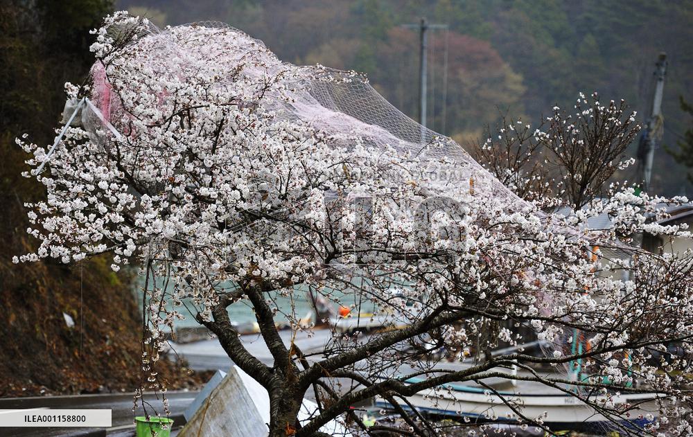 Tsunami aftermath in Onagawa