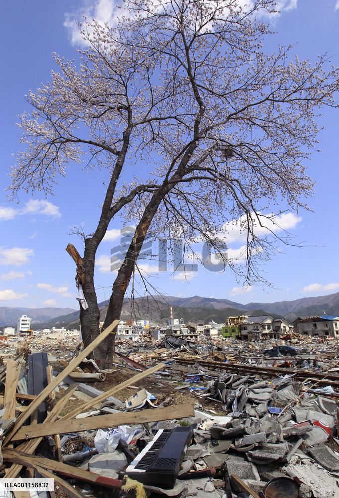 Cherry tree in tsunami-hit Ofunato