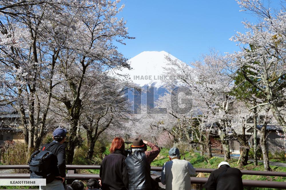 Cherry blossoms near Mt. Fuji in full bloom