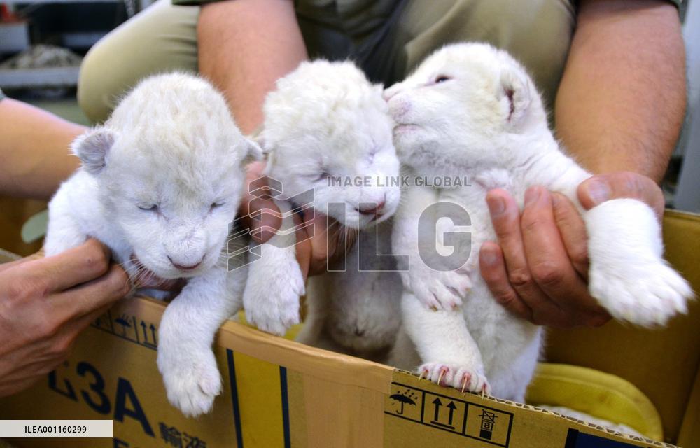 White lion cubs at Hyogo zoo