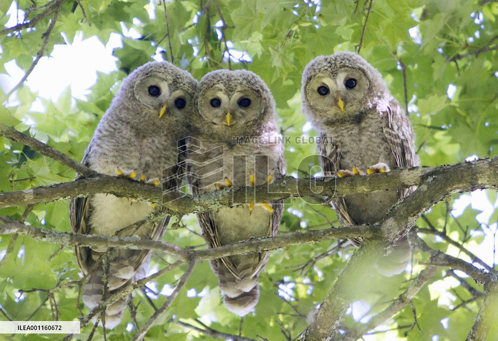 Owl chicks in Hokkaido