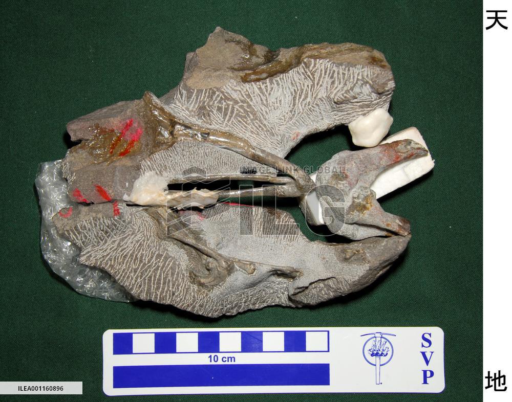 Newly-found dinosaur in western Japan