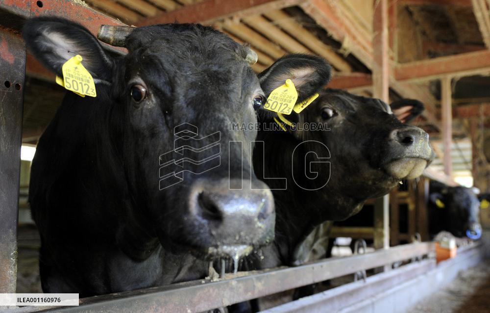 Beef cattle in Fukushima Pref.