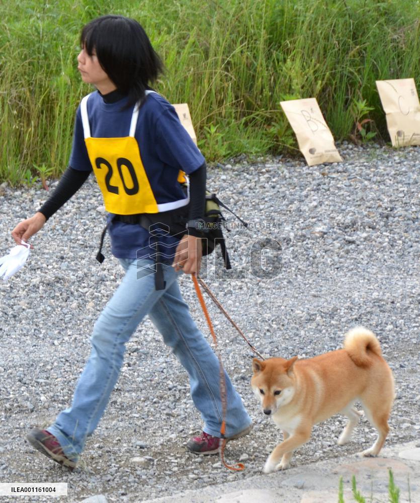 Shiba Inu becomes police dog