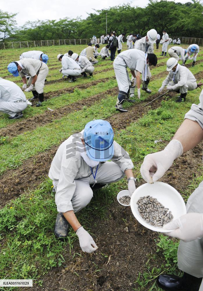 Sunflower seeds sowed in Fukushima to lower radiation levels