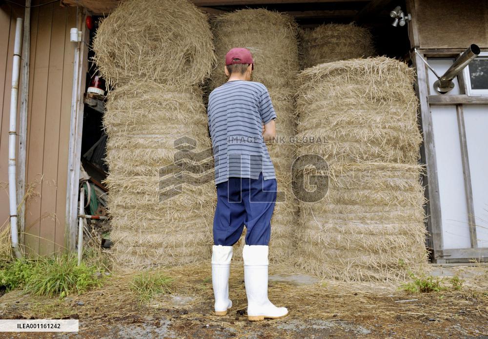 Rice straw contaminated with radiation
