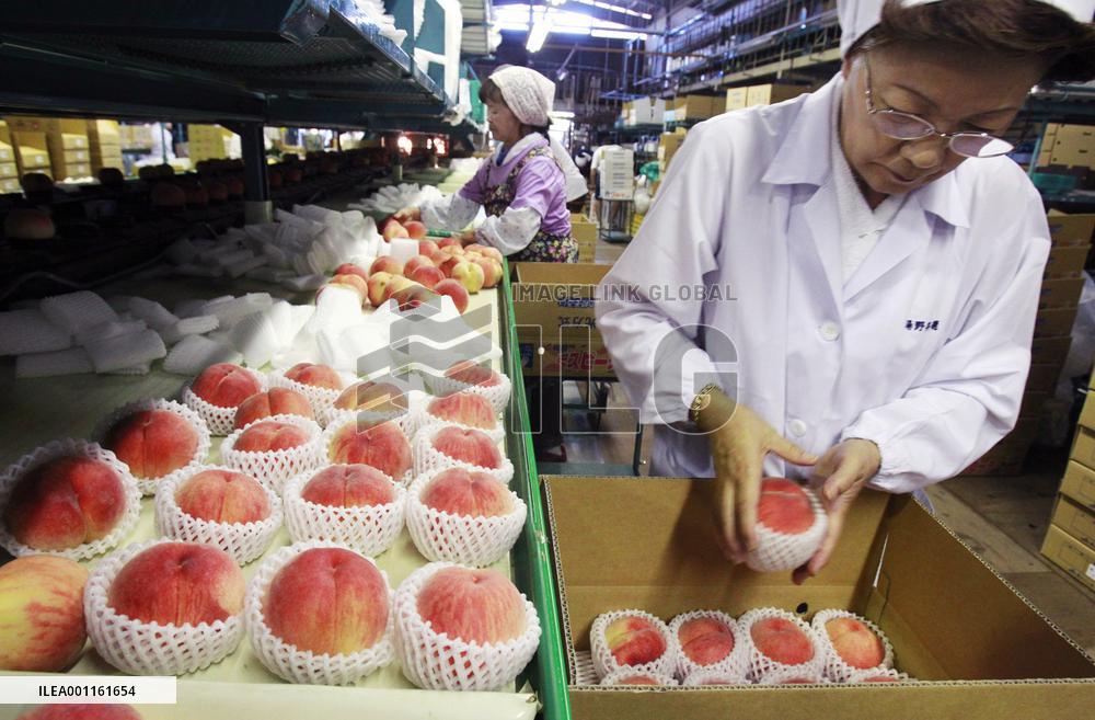 Peak shipments of Fukushima peaches