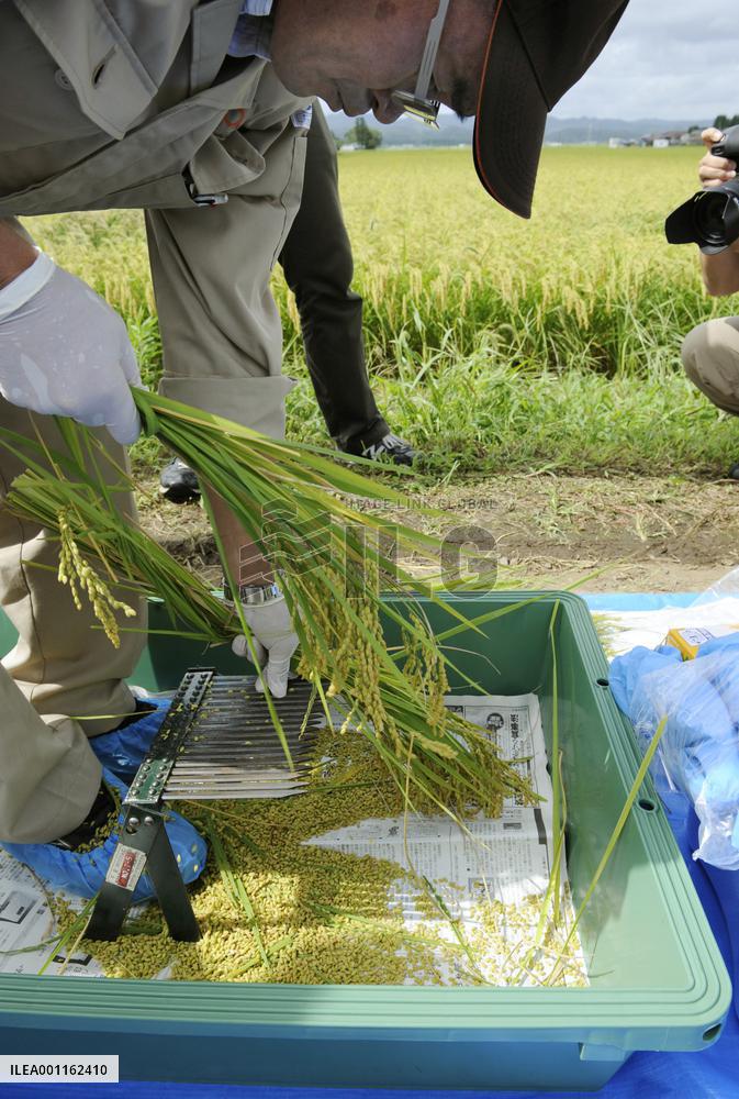 Fukushima tests rice for radioactive matter