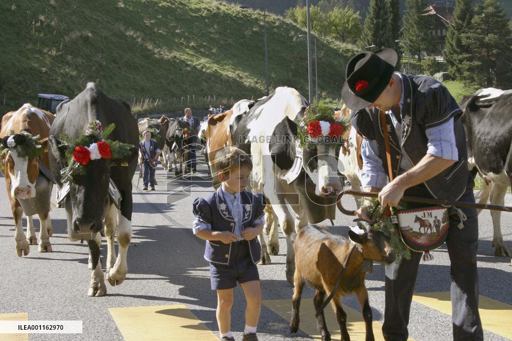 Cattle return from highlands to prepare for winter