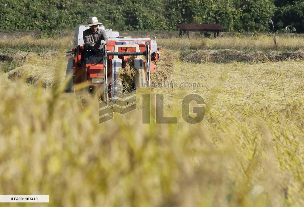 Fukushima Pref. declares newly harvested rice safe for shipment