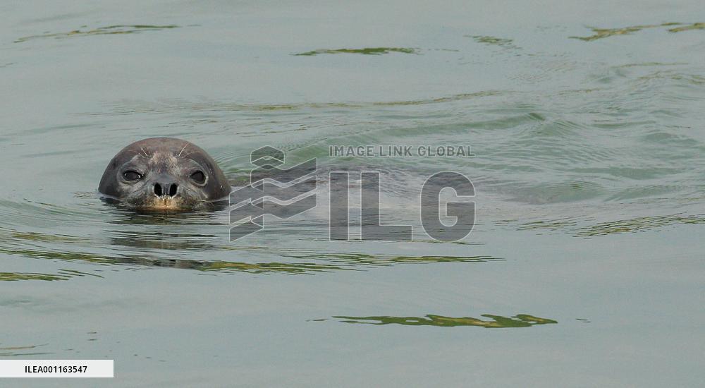 Seal swims in Arakawa River