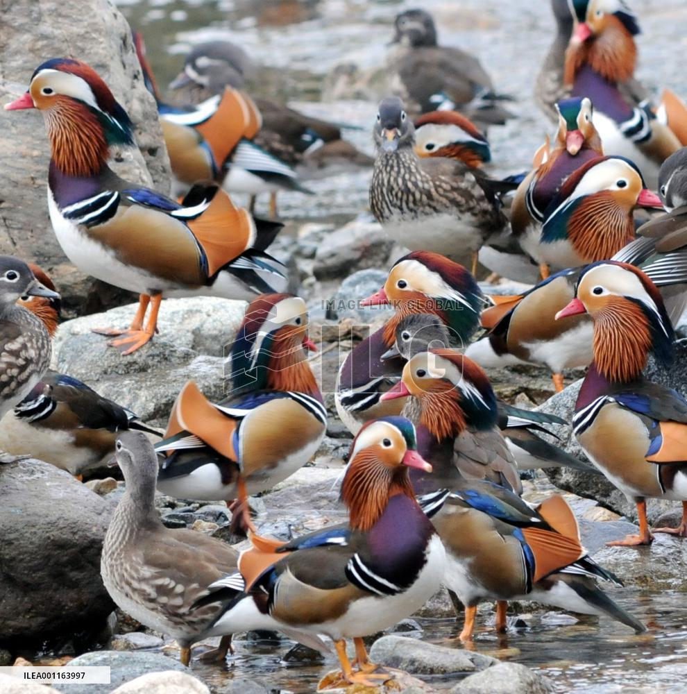 Mandarin ducks come to Japan from north