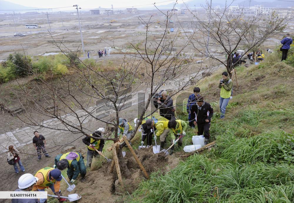 Cherry tree-planting project to remember tsunami