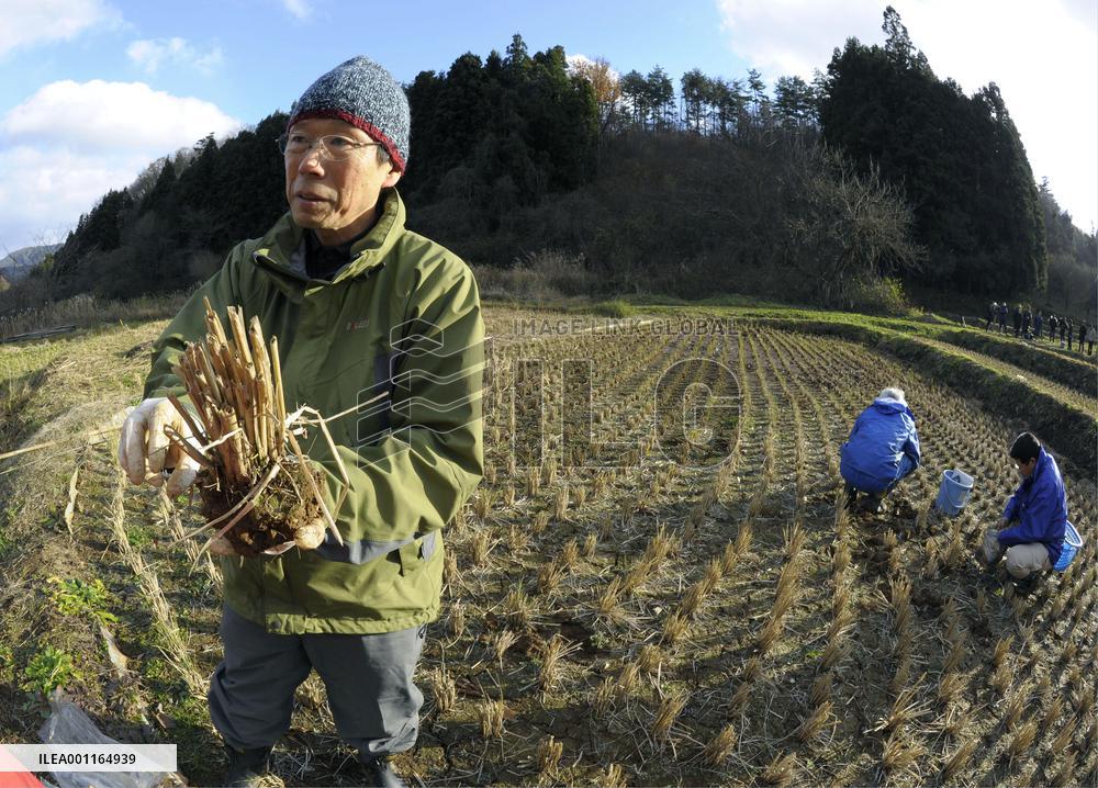 Survey in Fukushima rice field