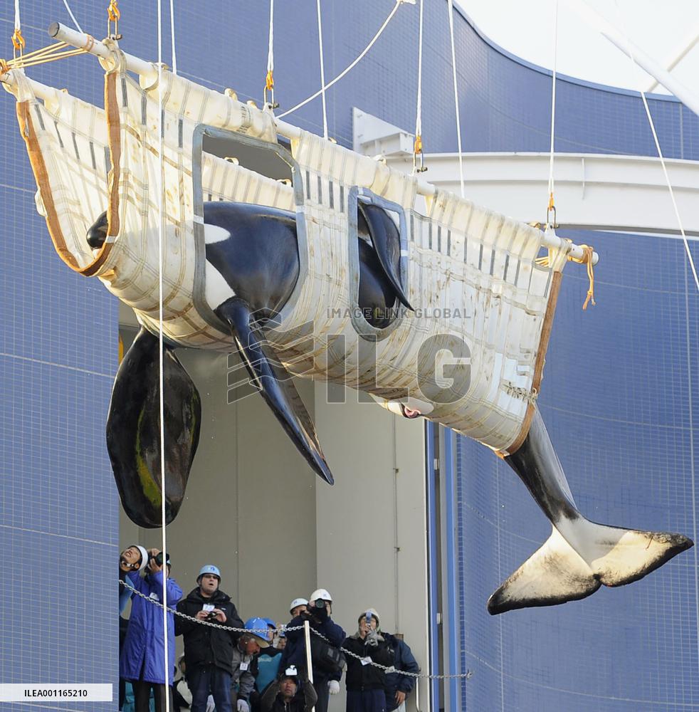 Killer whale transported