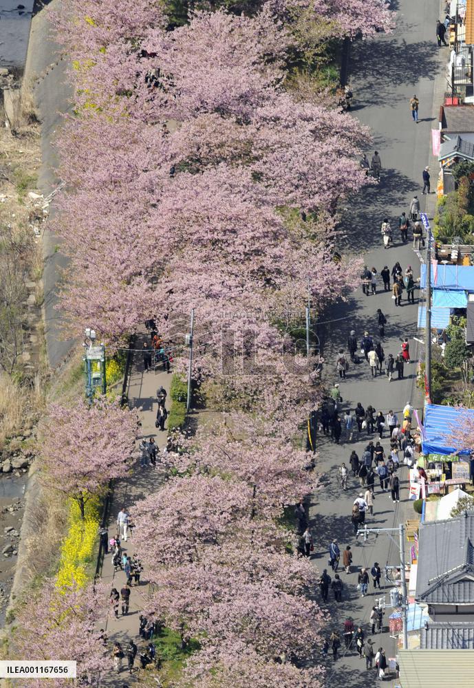 Cherry blossoms in Shizuoka