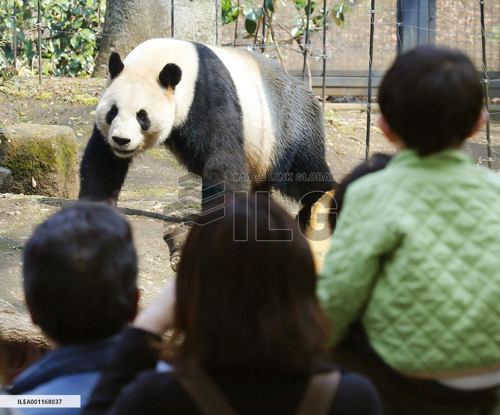 Male panda Ri Ri at Tokyo's Ueno Zoo