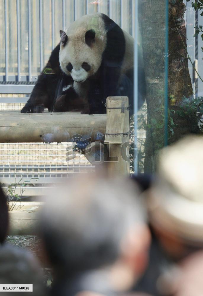 Female panda Shin Shin at Tokyo's Ueno Zoo