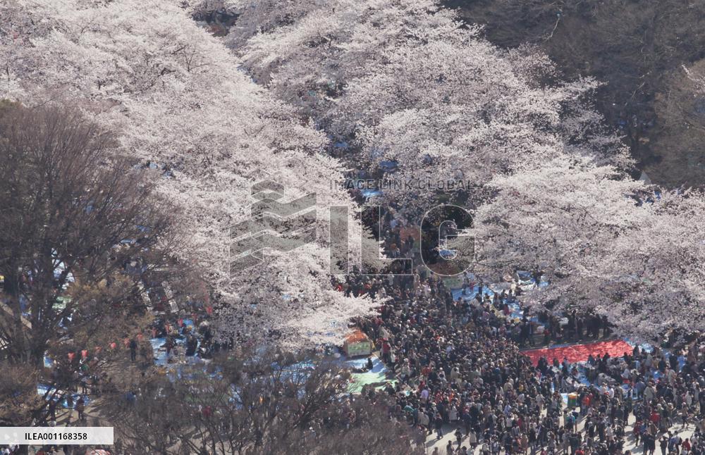 Cherry blossoms in Tokyo