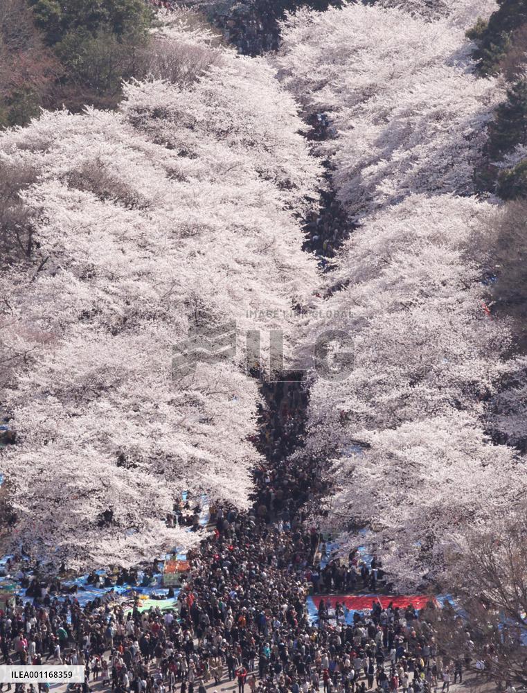 Cherry blossoms in Tokyo
