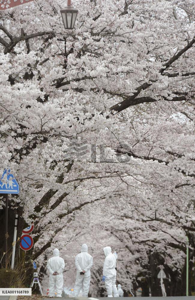 Cherry blossoms in Fukushima no-go zone