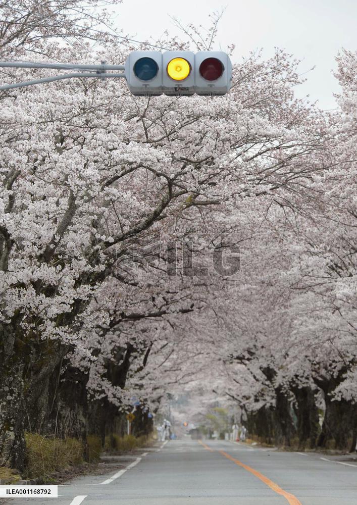 Cherry blossoms in Fukushima no-go zone