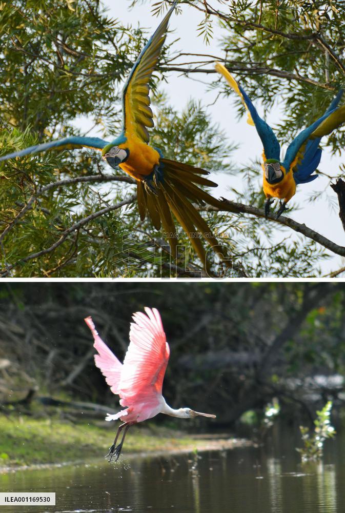Wildlife in Pantanal