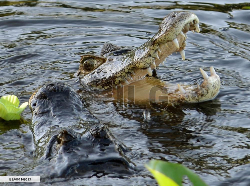 Wildlife in Pantanal