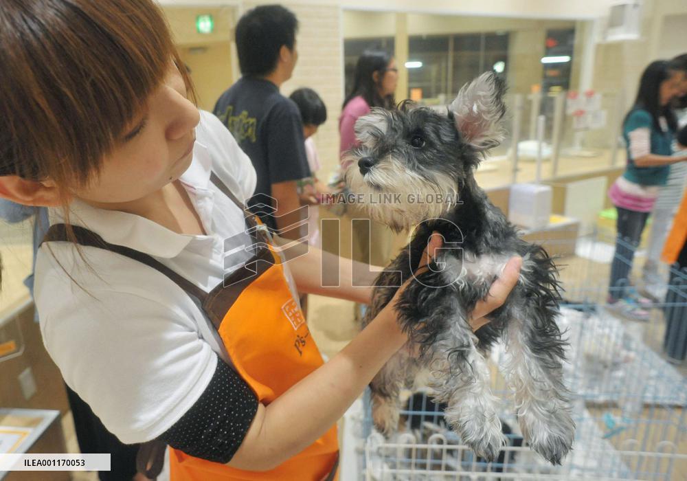 Display of cats, dogs after 8 p.m. at pet shops banned