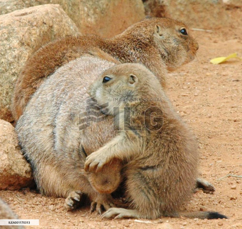 Prairie dog puppy