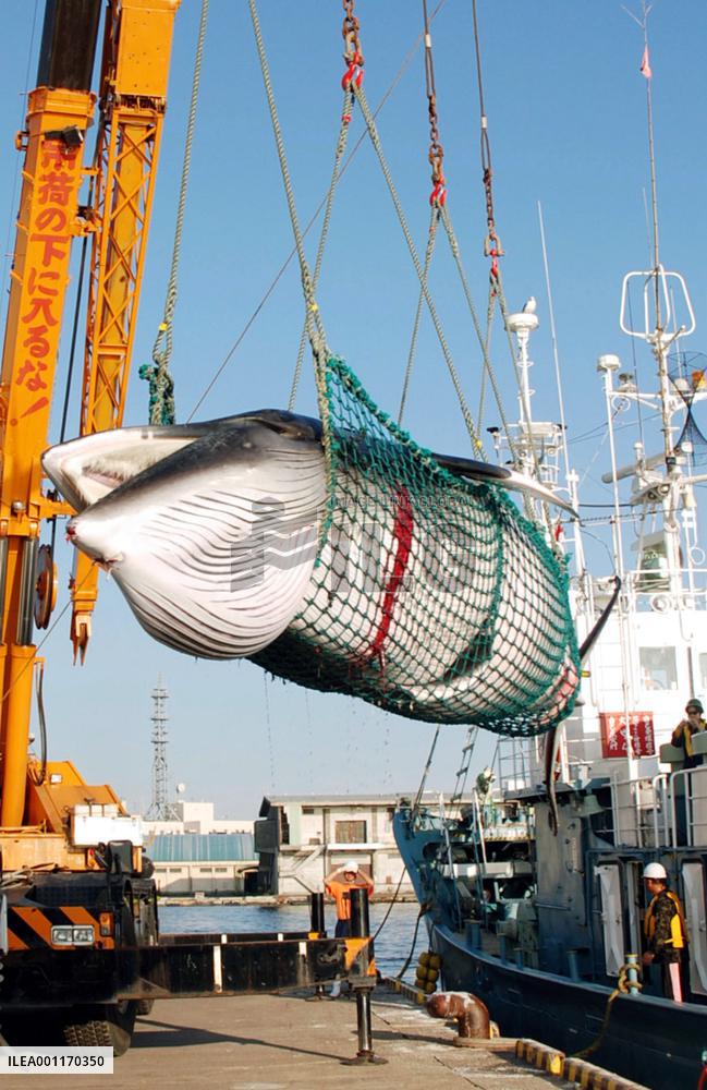 75% of whale meat offered for auction remains unsold