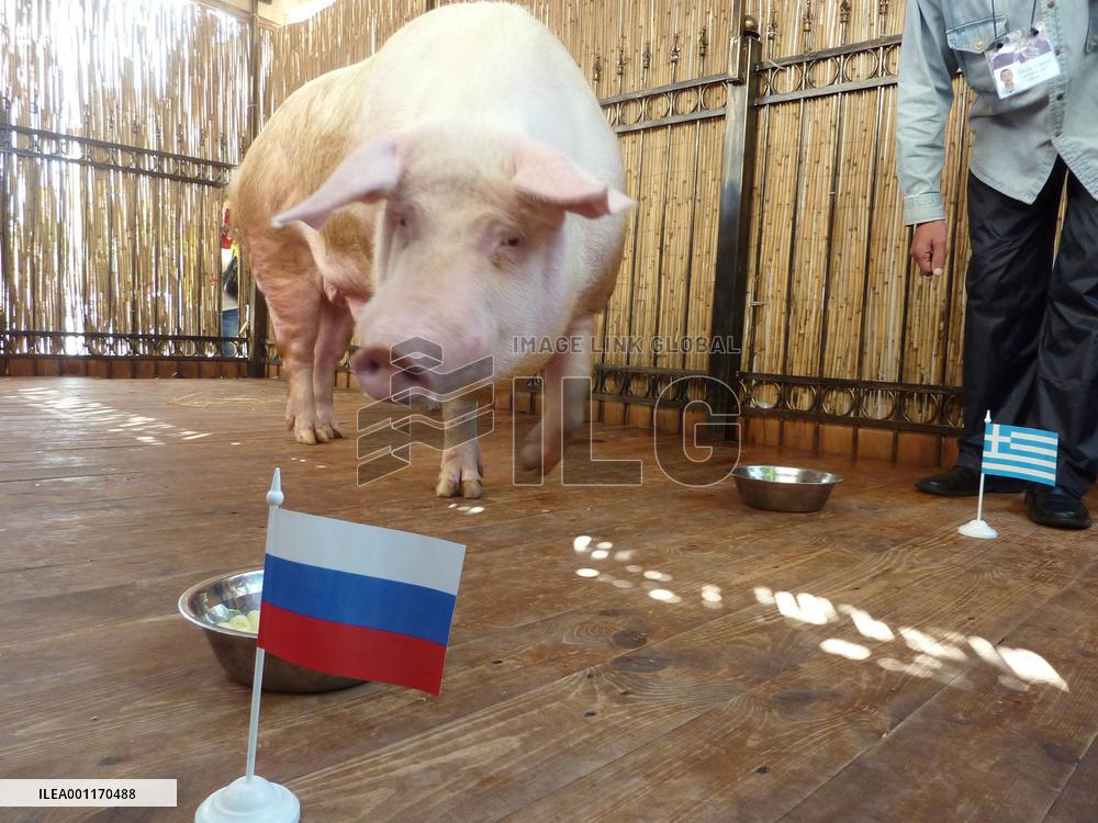 Swine soccer predictor