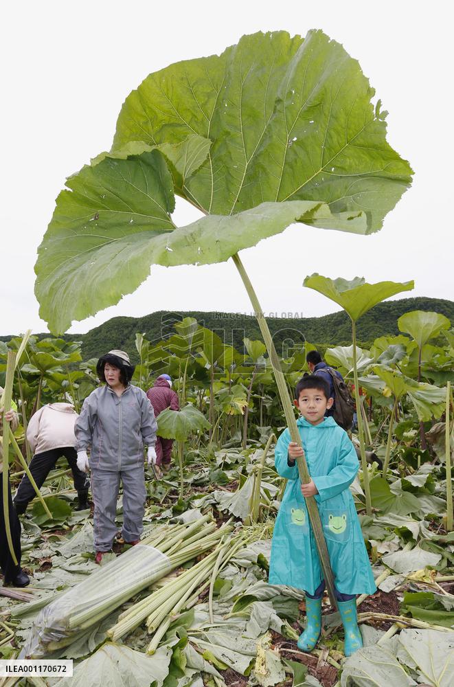 Giant Japanese butterburs