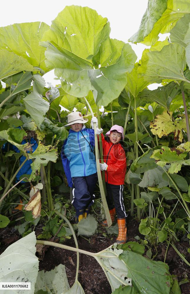 Giant Japanese butterburs