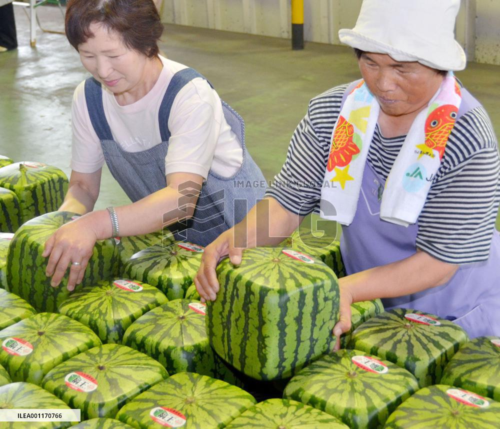 Ornamental square watermelons