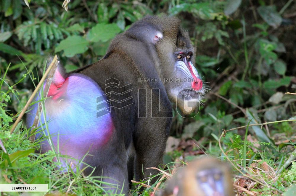 Mandrills in African rainforest