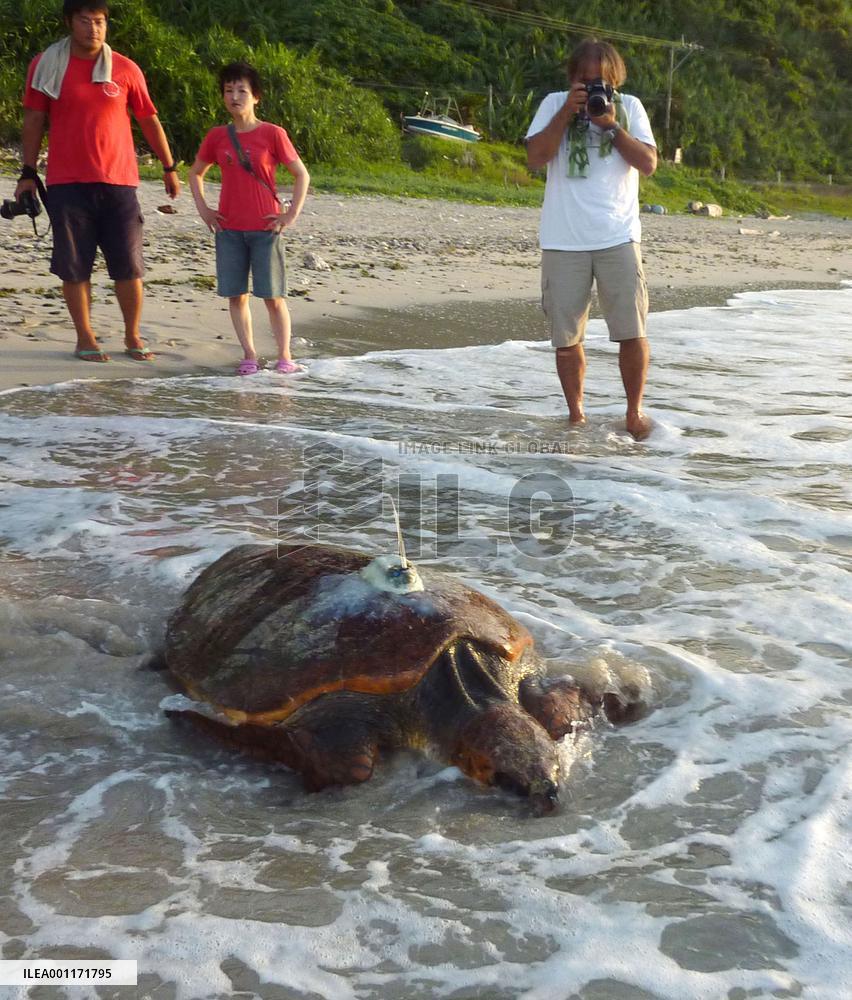 Turtle with transmitter released from Kagoshima beach