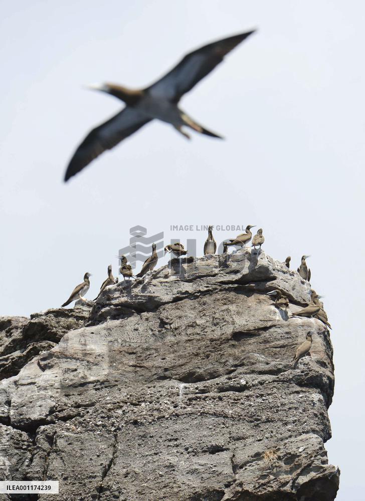 Tokyo gov't inspects Senkaku Islands