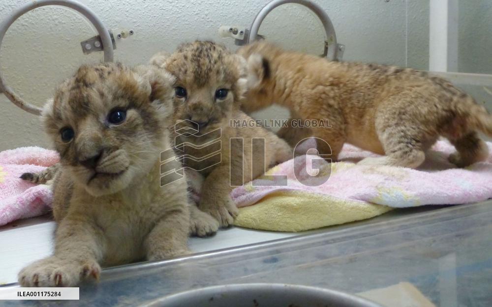 Lion triplets