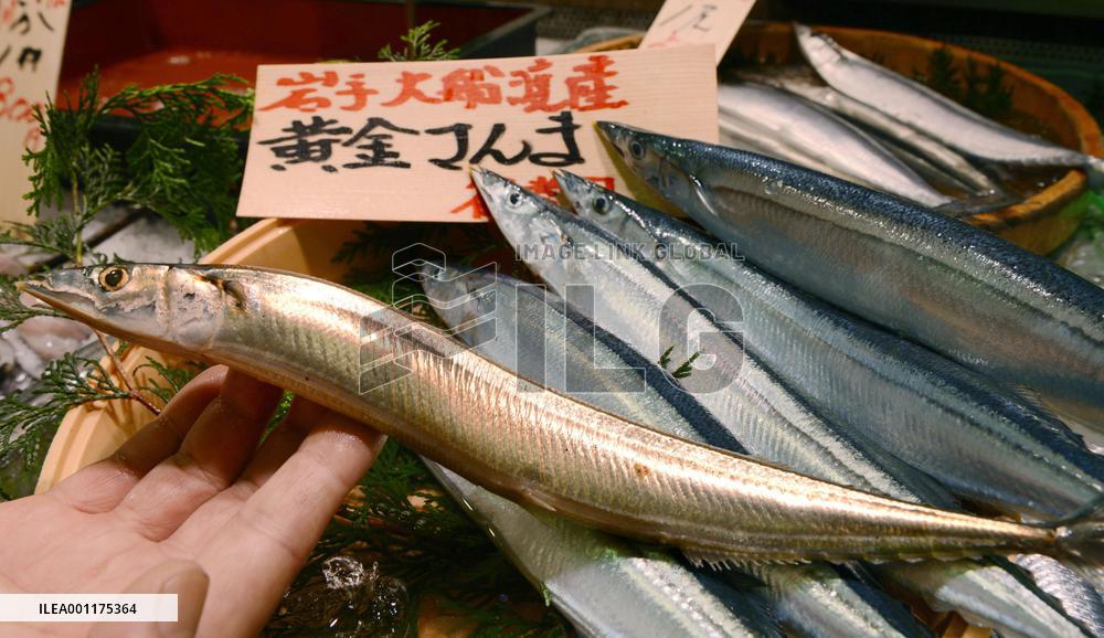 "Golden saury"