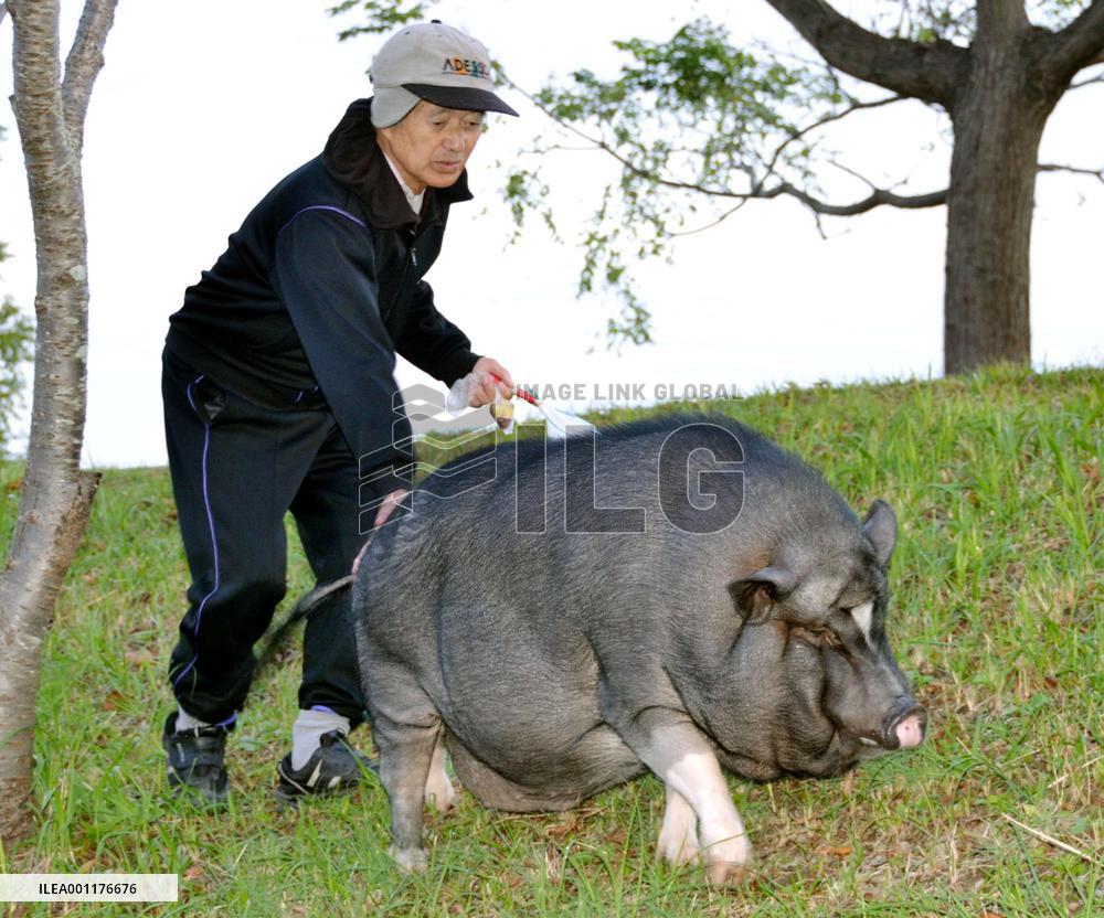 Pet pig walking
