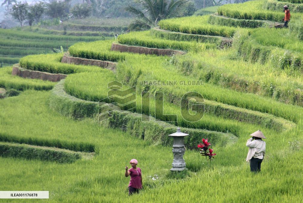 Bali rice terraces