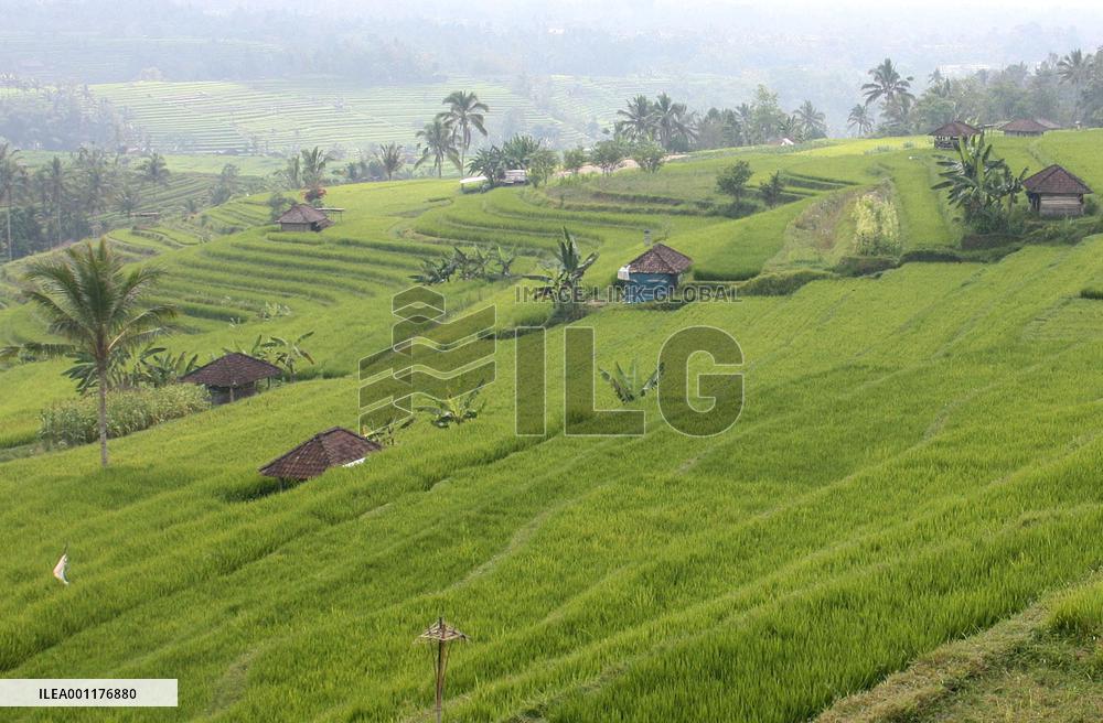 Bali rice terraces