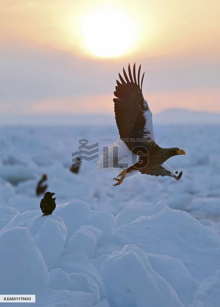 Sea eagle and drift ice