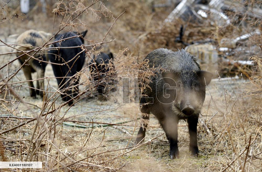 Animals in Fukushima no-go zone