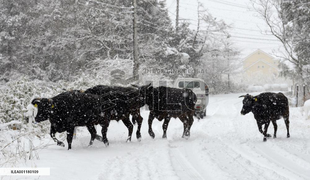 Animals in Fukushima no-go zone