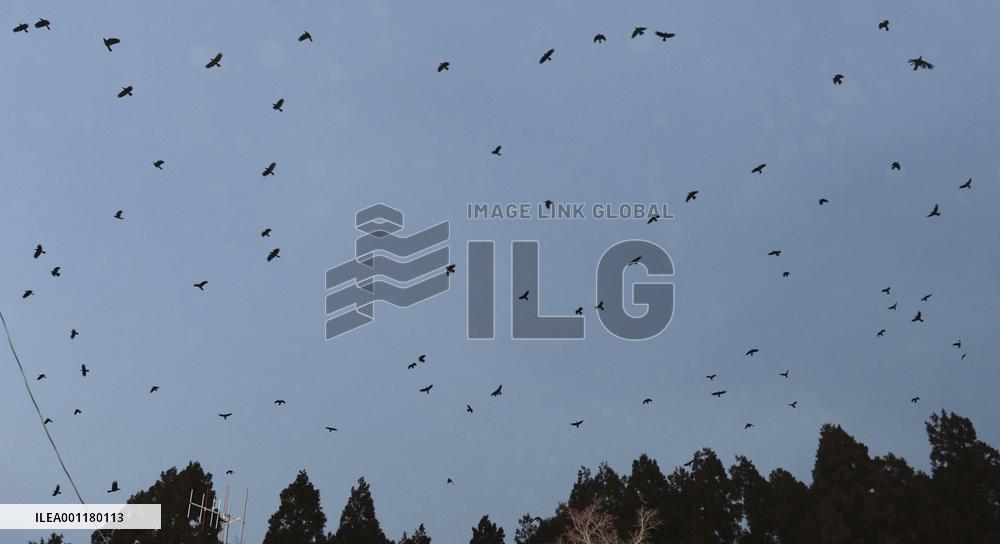 Animals in Fukushima no-go zone